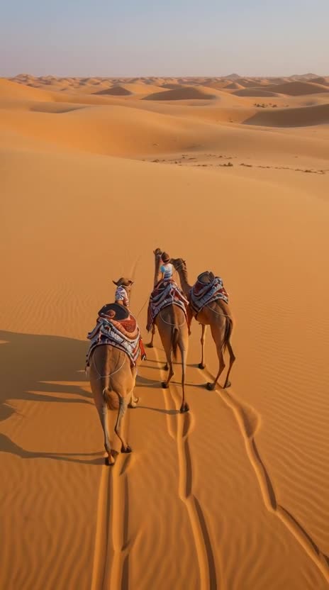 A breathtaking, dramatic shot capturing the intense final rush of an Arab camel race across the sun