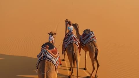 A breathtaking, dramatic shot capturing the intense final rush of an Arab camel race across the sun