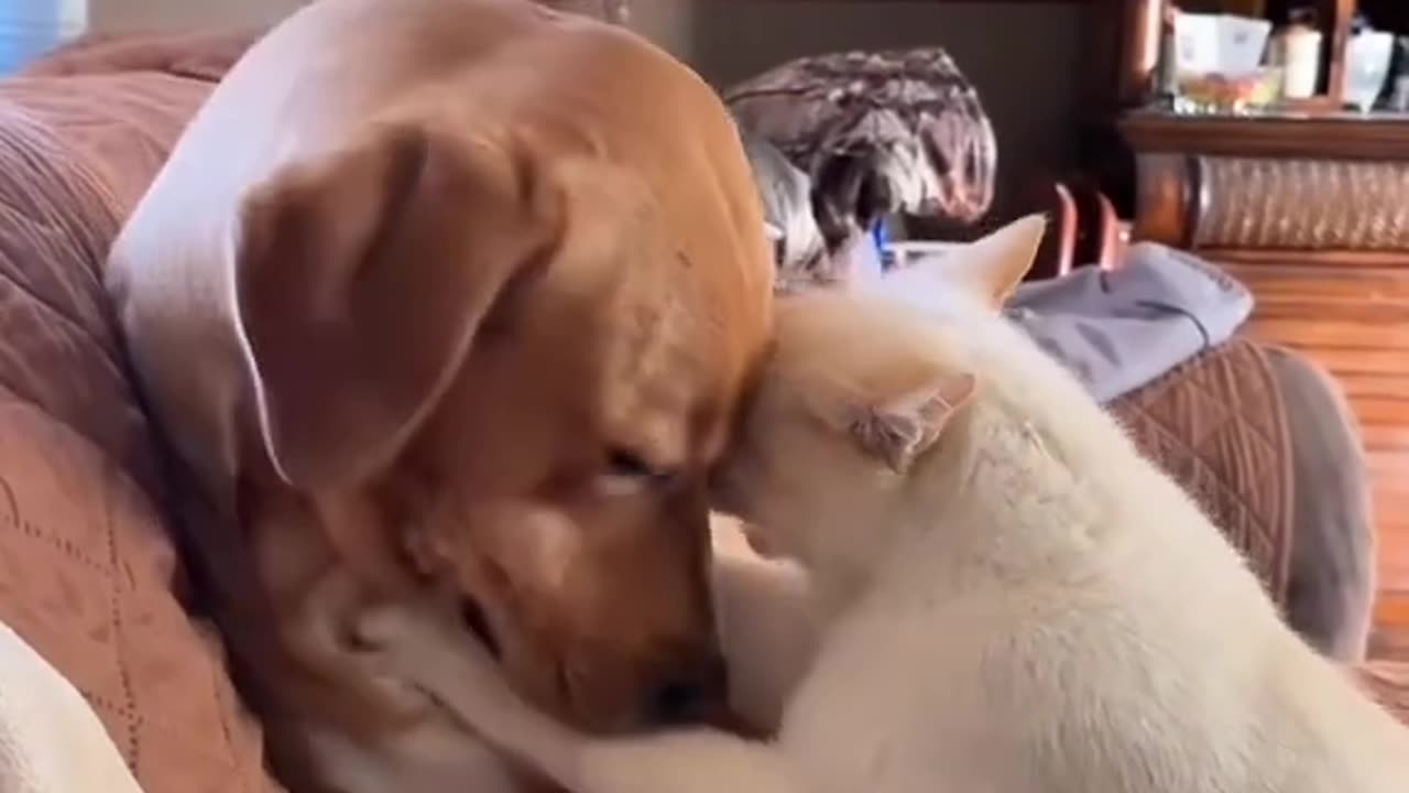 Mice aren't afraid of cats, and cats like dogs.