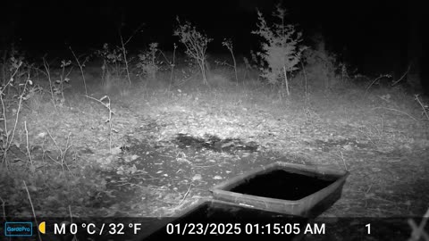 Coyote _Does Not_ Move Tub