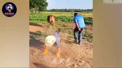 Cute Animals Annoy Humans