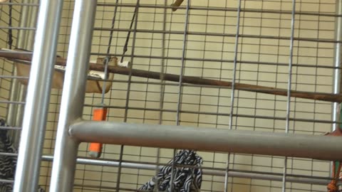 Mowgli plays with both of his toys!