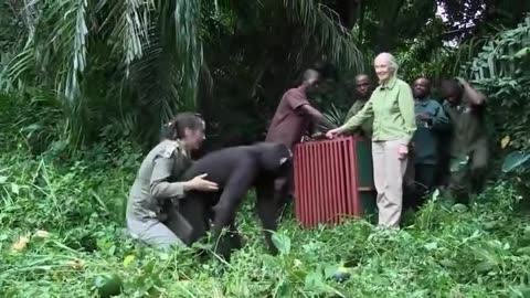 I can’t stop watching this. RIP Jane Goodall