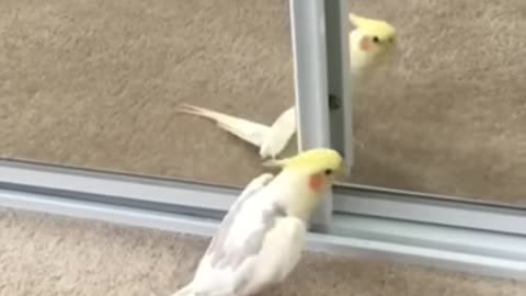 Parrot fun moments fanny video