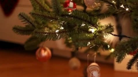 🐱🎄 My Cat Started Inspecting the Christmas Tree… And Now I’m Concerned 😂✨