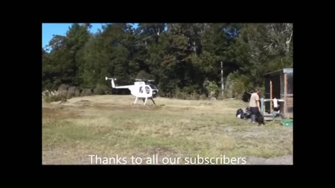 Five sika in 5 days, sika hunt kaimanawas