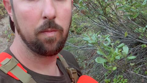 Identify a Bad Puffball Mushroom #nature