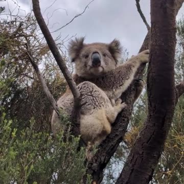 Welcome to Australia 🇦🇺 beautiful koala on a tree
