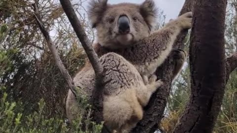 Welcome to Australia 🇦🇺 beautiful koala on a tree