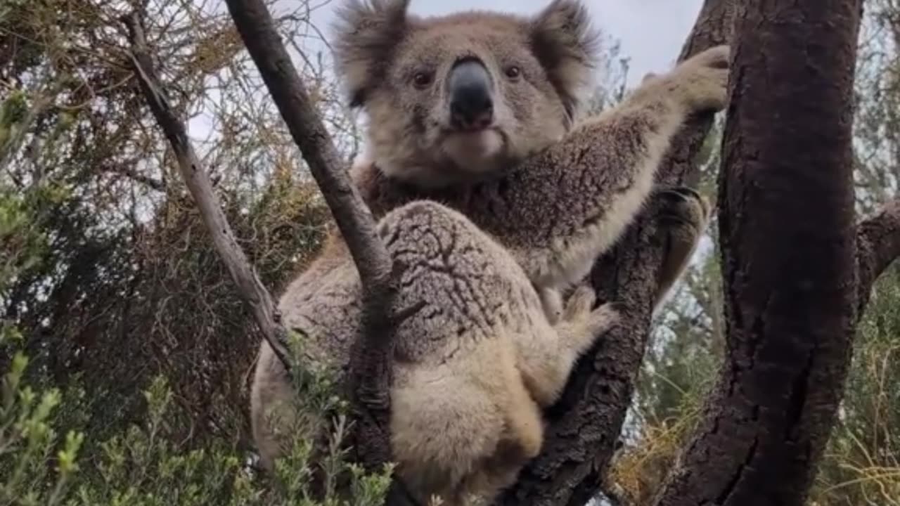 Welcome to Australia 🇦🇺 beautiful koala on a tree