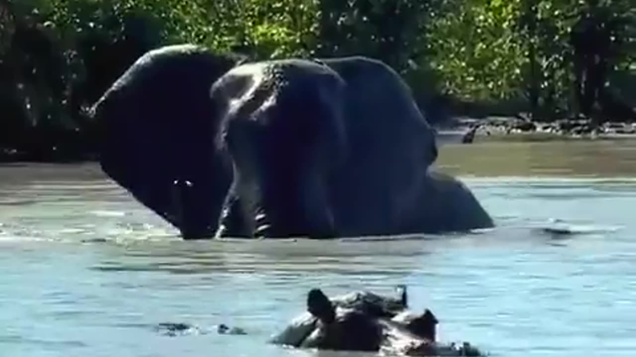 🤯✨ Witness An Elephant Challenge a Hippo in Its Territory! | FeedMyCuriosity