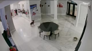 Tekashi 6ix9ine Home Invasion Caught on Camera his Mom and Dog Get Stuck Up by Masked Burgulars