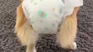 Trending: DOG WEARS A DIAPER! #funny #pets