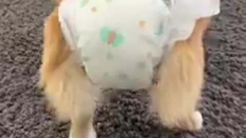 Trending: DOG WEARS A DIAPER! #funny #pets
