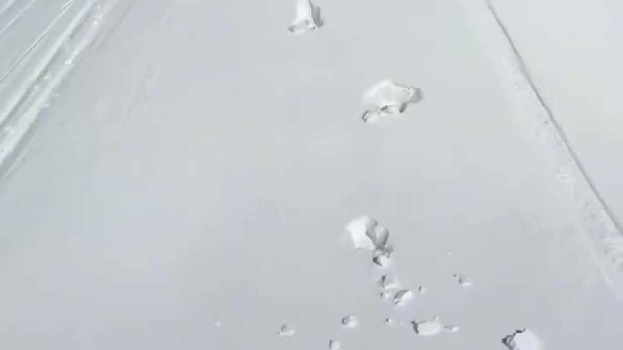 Funny Dogs slide