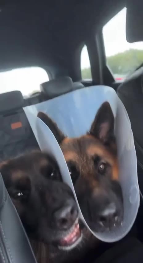 Hungry eyes indeed 🤣