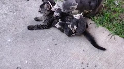 Opossum babies found a new family