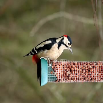 Woodpeckers Facts #shorts #wildlife #nature #birds #facts