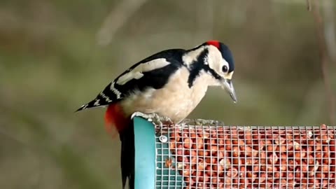 Woodpeckers Facts #shorts #wildlife #nature #birds #facts