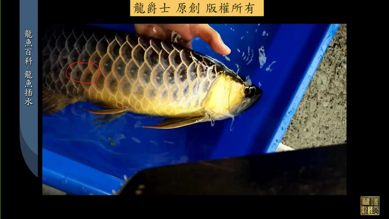 【龍爵士】龍魚百科 龍魚插水