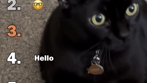 Ranking Best Black Cats Void Moments