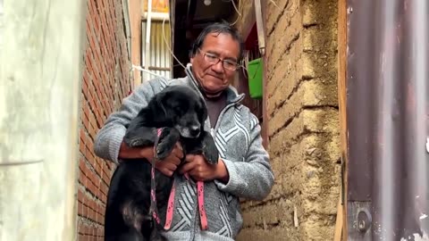 Abandoned pets rescued after landslide in Bolivia's La Paz