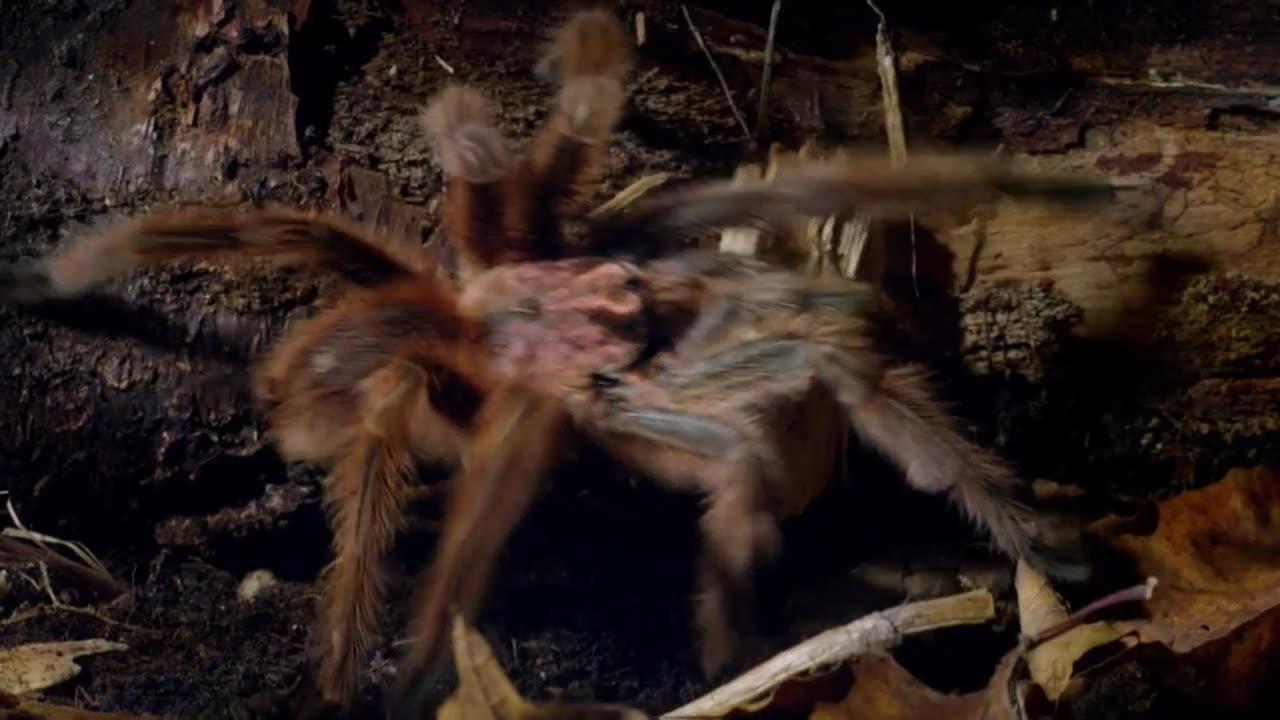 Micro monsters PT 3 courtship