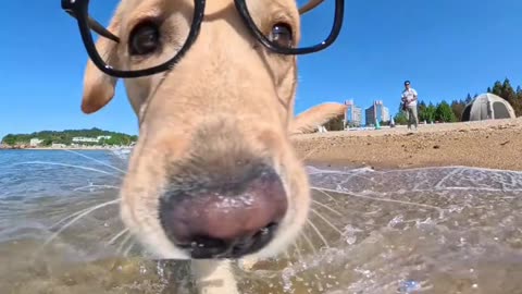 Dogs Making the Funniest Faces Ever! 😂🐶 | Animal Explore