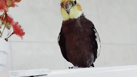 I'm afraid of cockroaches, okay?
