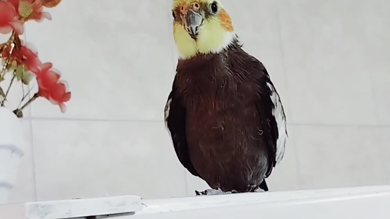 I'm afraid of cockroaches, okay?