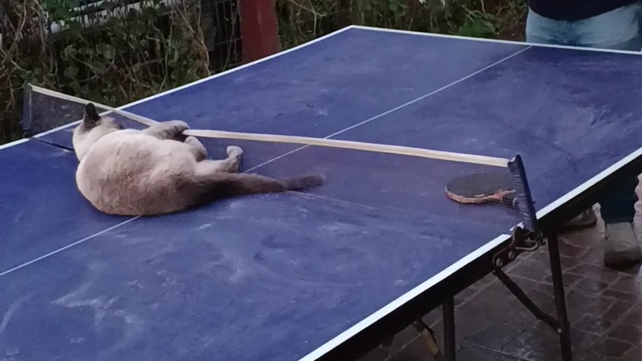 Cat Playing Table Tennis