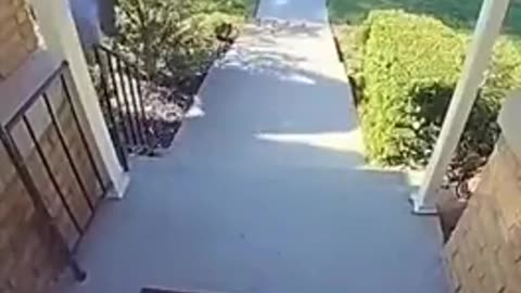 PORCH PIRATES 📦 PUNISHED❗