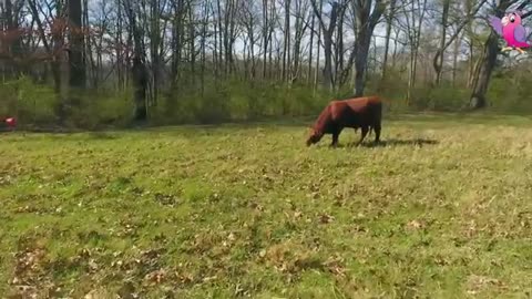 cow video