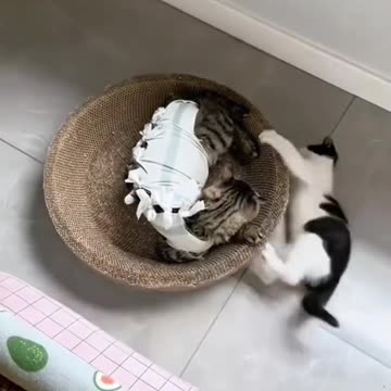 Crazy cat posture🤣😂