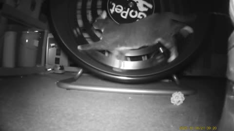 Cookie Cutter The Cat Filmed On GoPet Treadwheel, Dearborn, Michigan, October 4 Through 10, 2025
