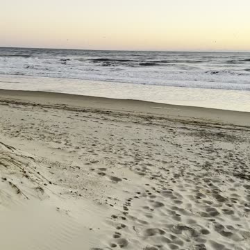 🌿 Vine & Branch Botanicals 🌿 Day 1 Testing the BigaNiga Strain in Coastal Carolina