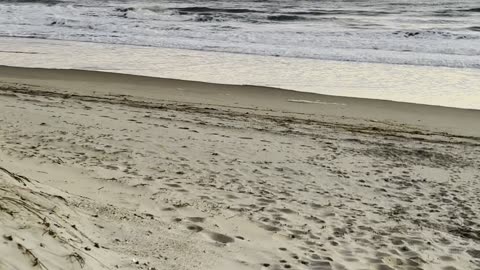 🌿 Vine & Branch Botanicals 🌿 Day 1 Testing the BigaNiga Strain in Coastal Carolina