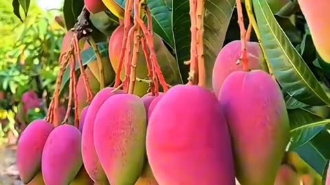 The Sweetness of Nature in a Mango Plantation”