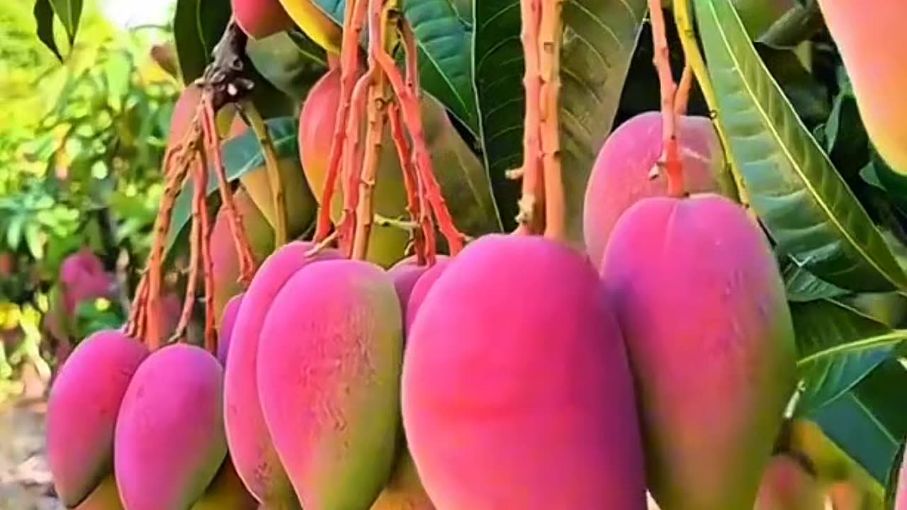 The Sweetness of Nature in a Mango Plantation”