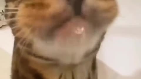 Funny videos cat 🤣🤣♥