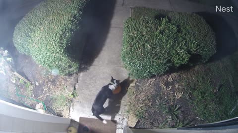 Dog steals Thanksgiving Pumpkin