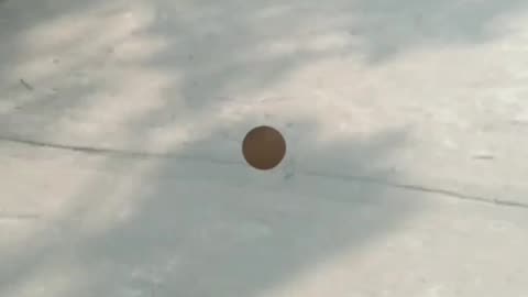 Village cat is very funny Walk