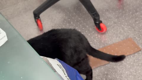 Cute Precious Piper Does An Under the Desk Inspection - My Adopted Shelter Cat Vlog