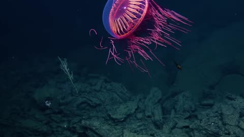 🌊😮 Watch The Firework of the Sea: The Halitrephes Maasi Jellyfish! | FeedMyCuriosity