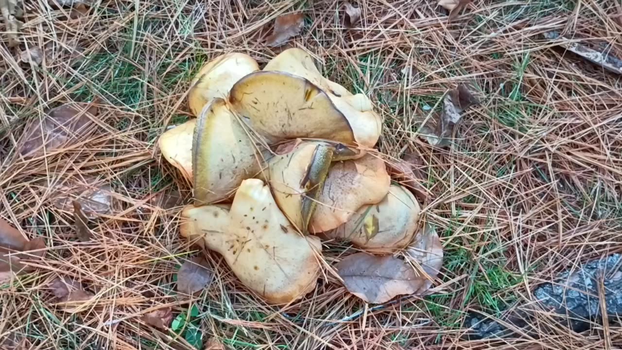 Mushrooms