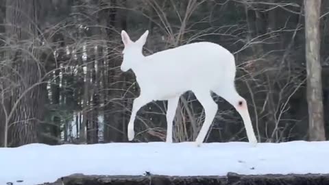 😮🌨️ Witness This Rare White Deer! | FeedMyCuriosity