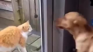 Dogs and their kitties!