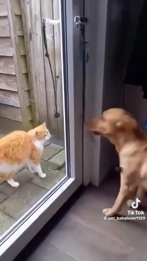 Dogs and their kitties!