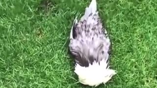 😂🐔 Drunk Chicken's Hilarious Antics! | FunFM