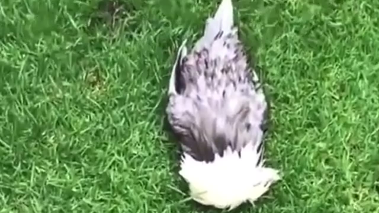 😂🐔 Drunk Chicken's Hilarious Antics! | FunFM